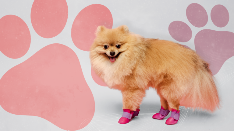 The-best-dog-shoes