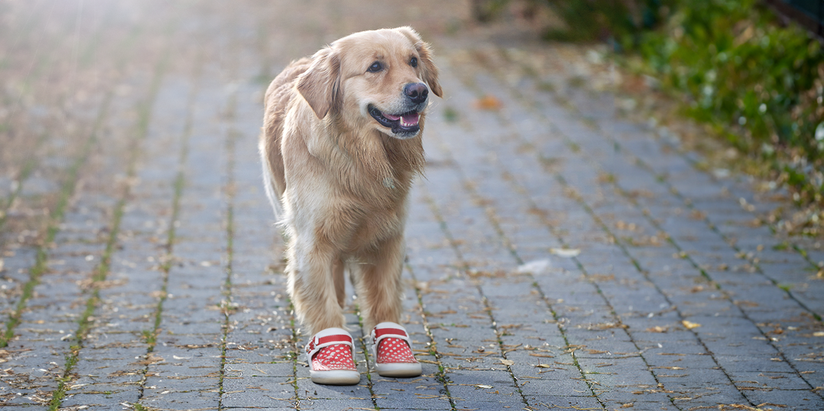 The Top 5 Best Dog Shoes To Have You Dog Walking In Style