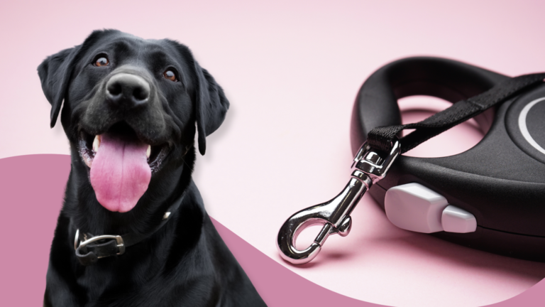 the-best-retractable-dog-leashes
