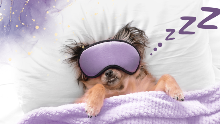 dog sleeping in bed