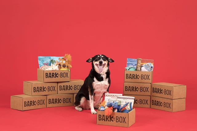 mixed-breed-with-barkbox-subscription-boxes