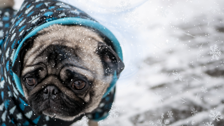 dog-jacket-warm
