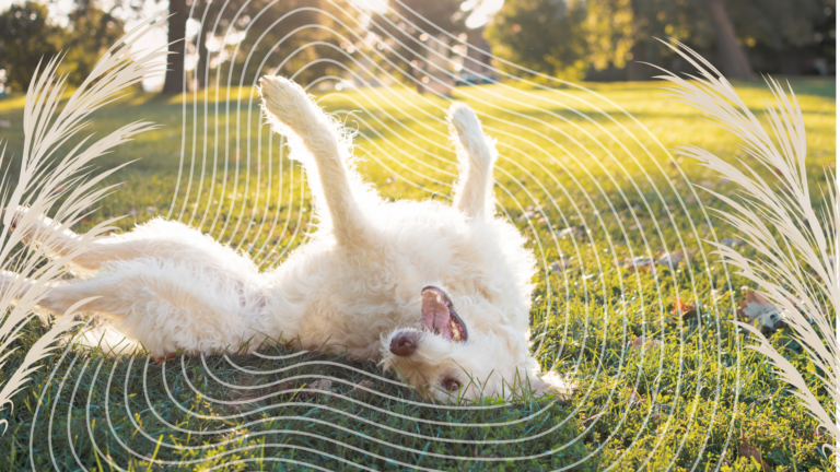 dog-rolling-grass-thumbnail