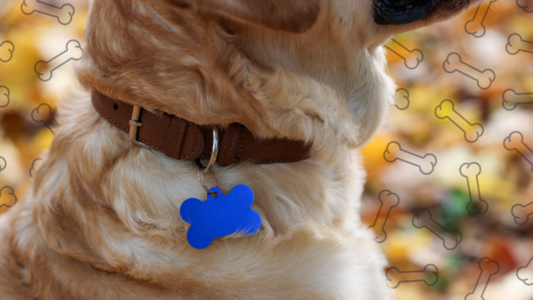 dog-tag-design