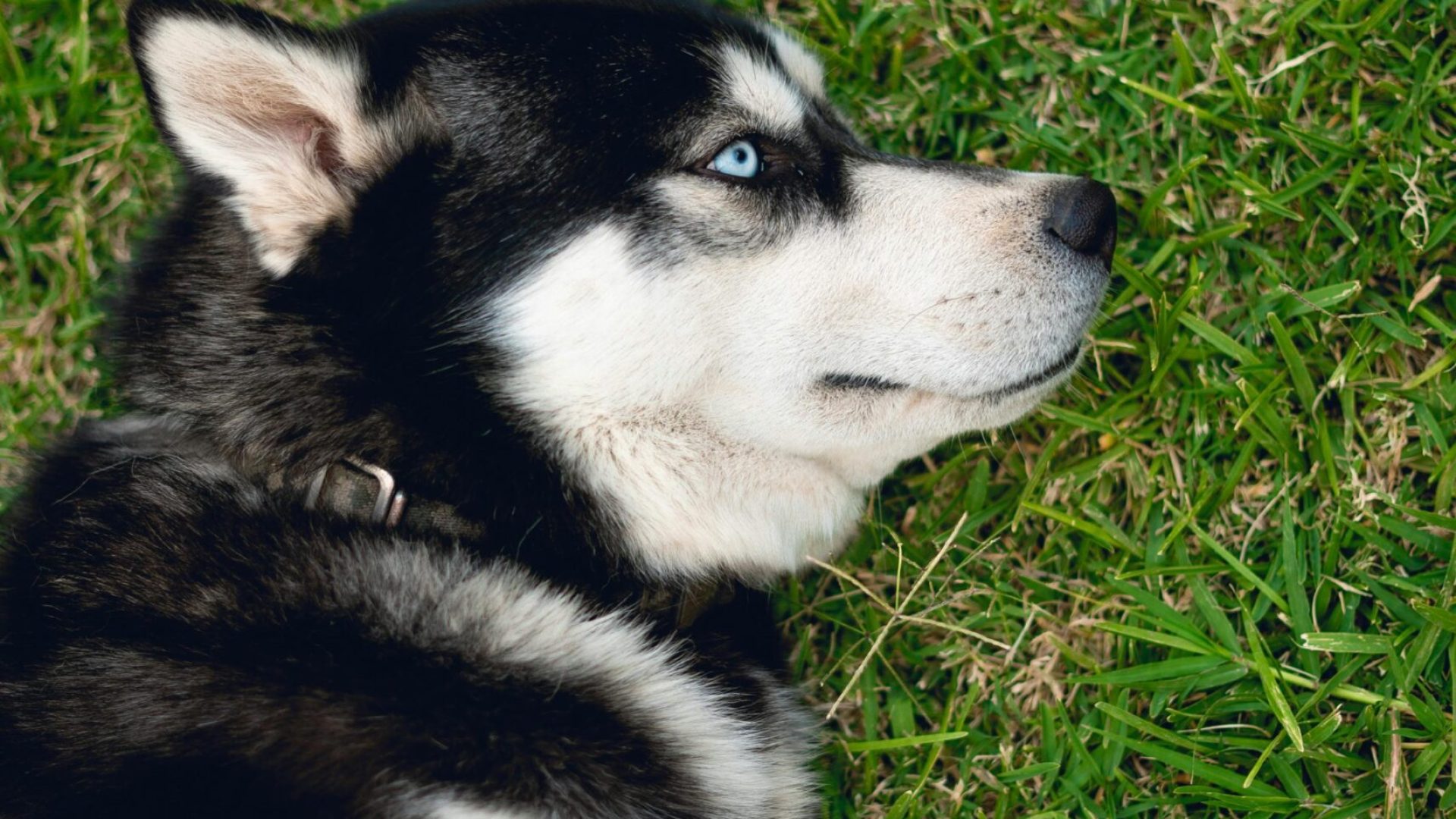 dog-grass dog-grass