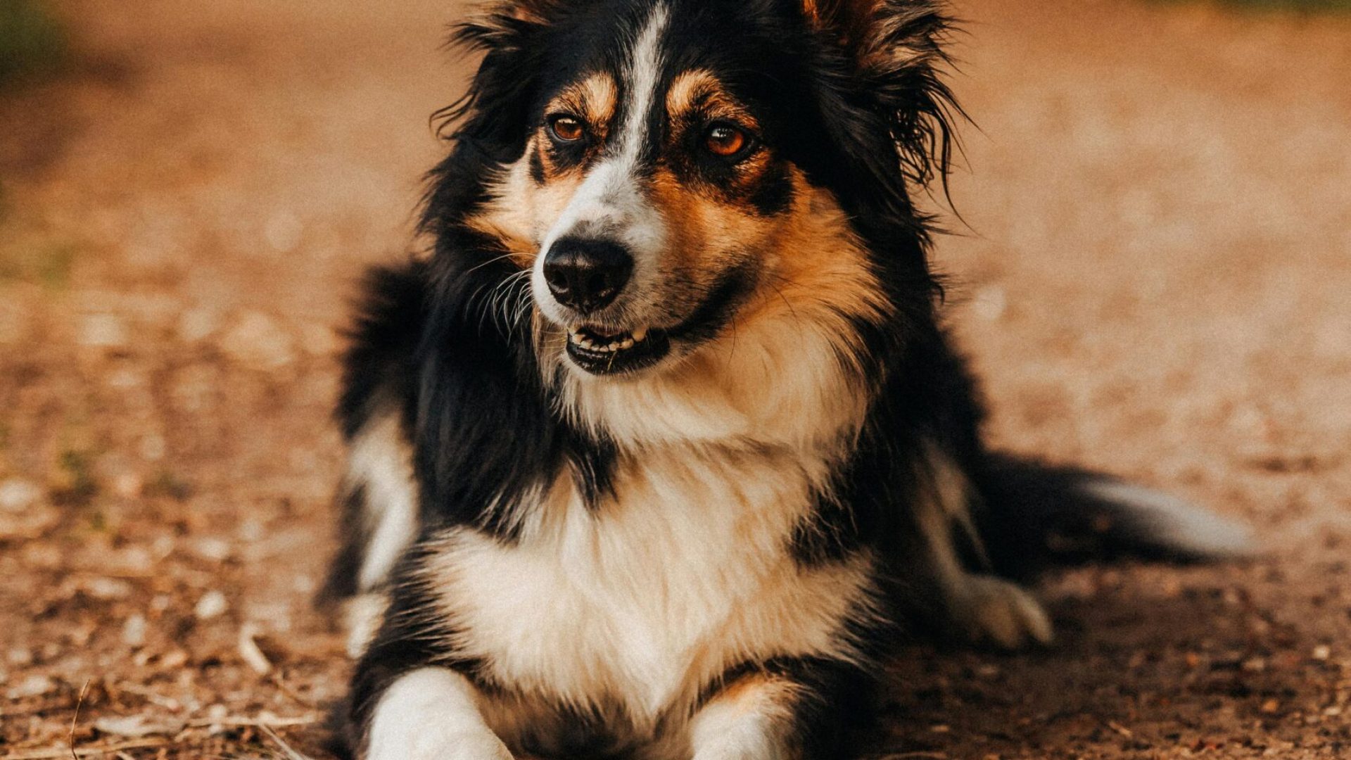 dog hearing dog hearing