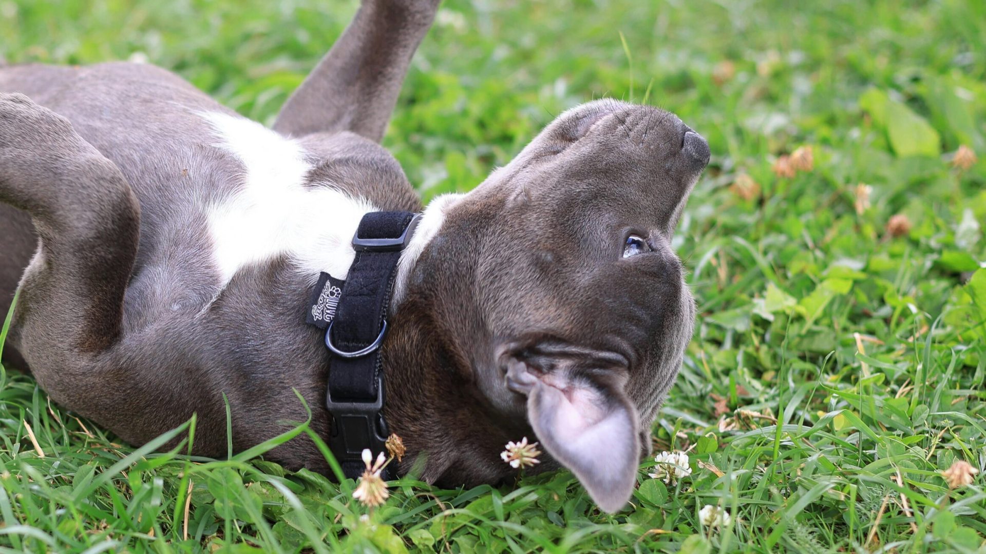 dog-roll-grass dog-roll-grass