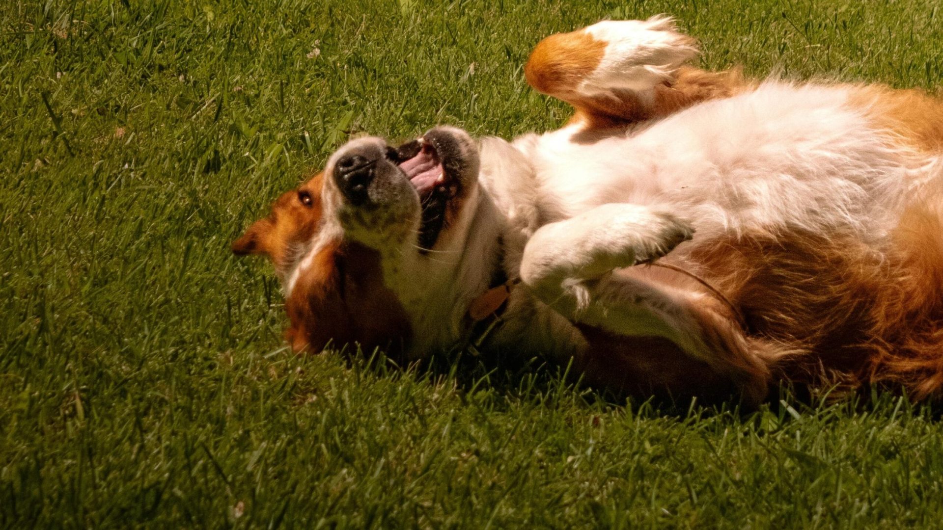 dog-rolling-grass dog-rolling-grass
