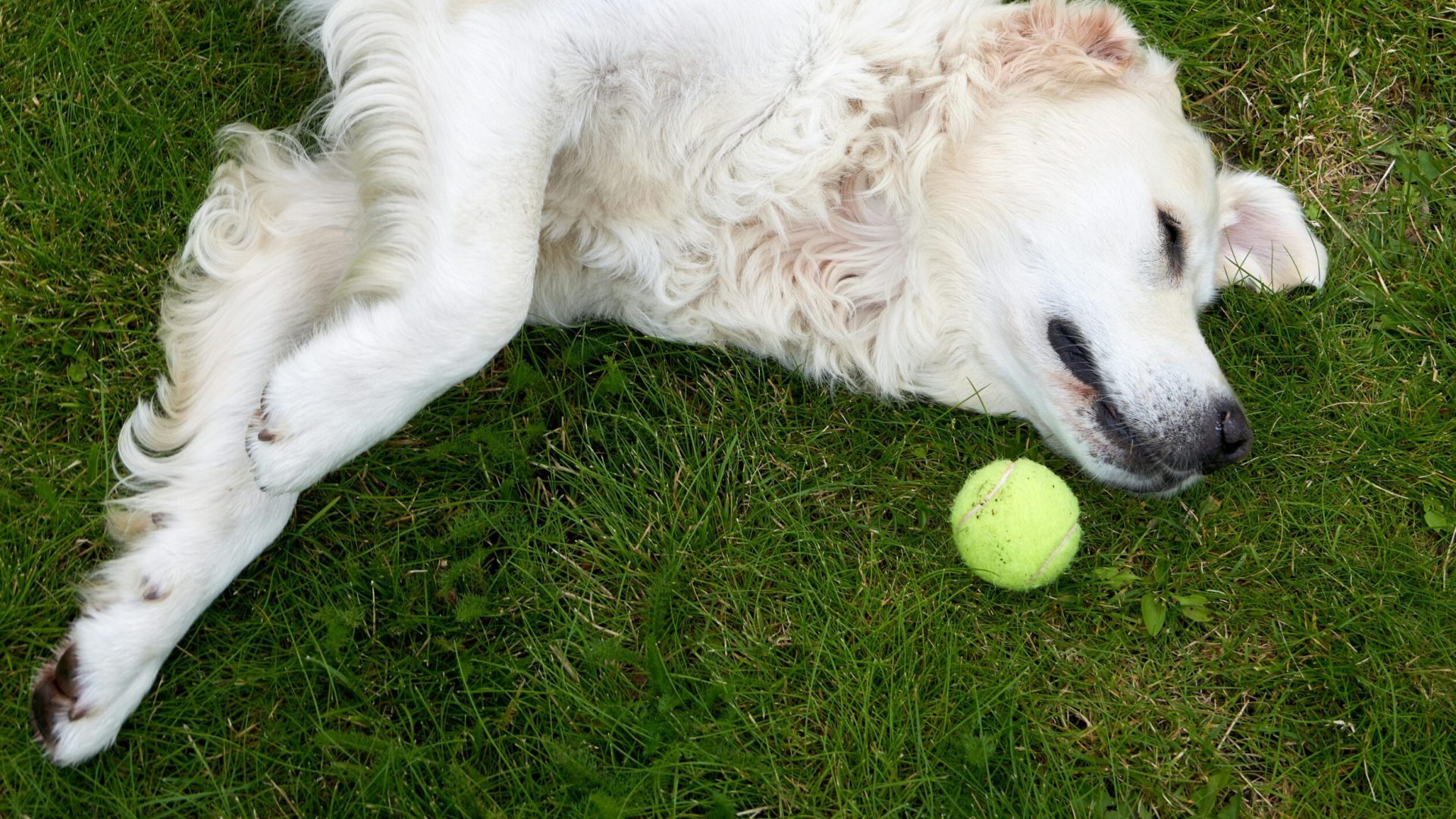 dog rolling in grass dog rolling in grass