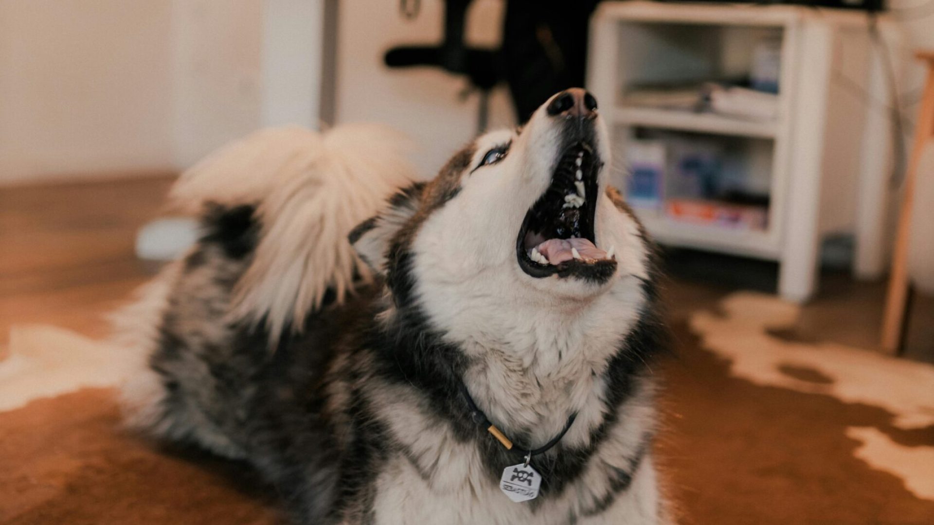 husky howling husky howling