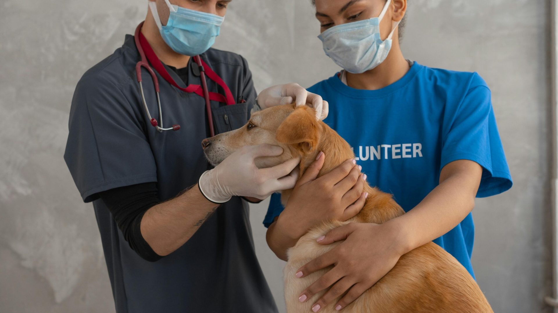 sick dog vet sick dog vet